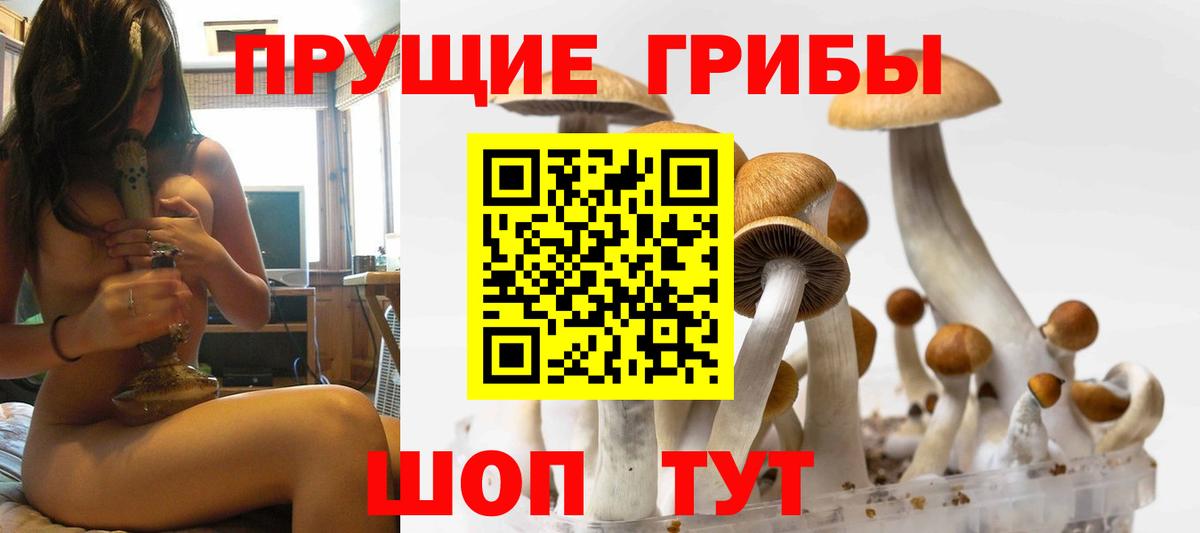 купить  цена  Галлюциногенные грибы Cubensis  Вход с VPN  Александров 